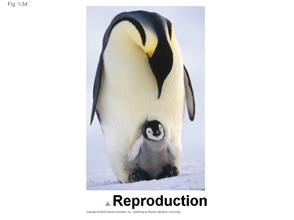 Fig. 1-3d Reproduction